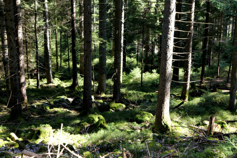 View from Untere Birkenaustraße on valley side 2020-03-15 11