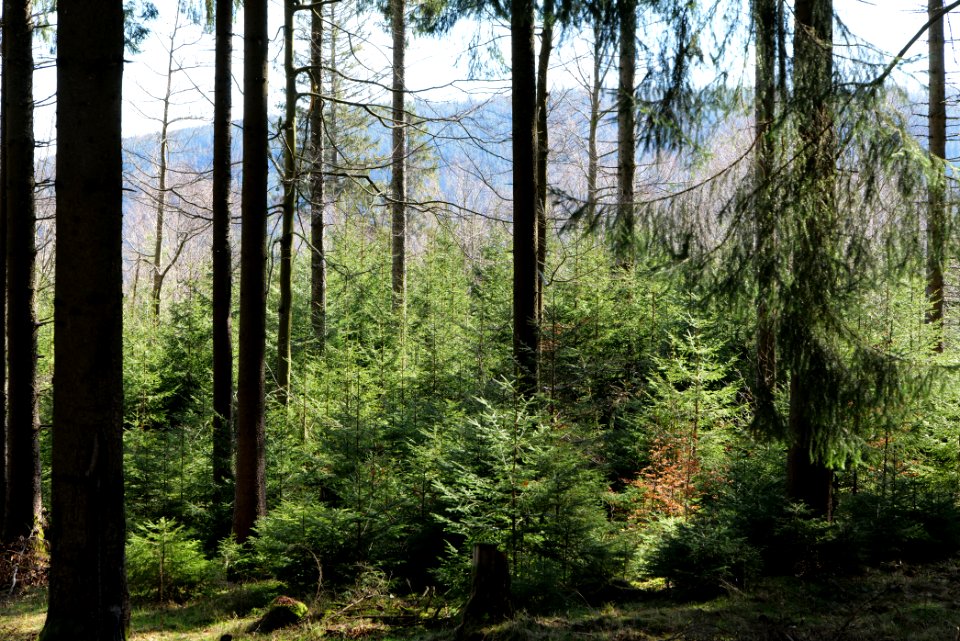 View from Untere Birkenaustraße on valley side 2020-03-15 06