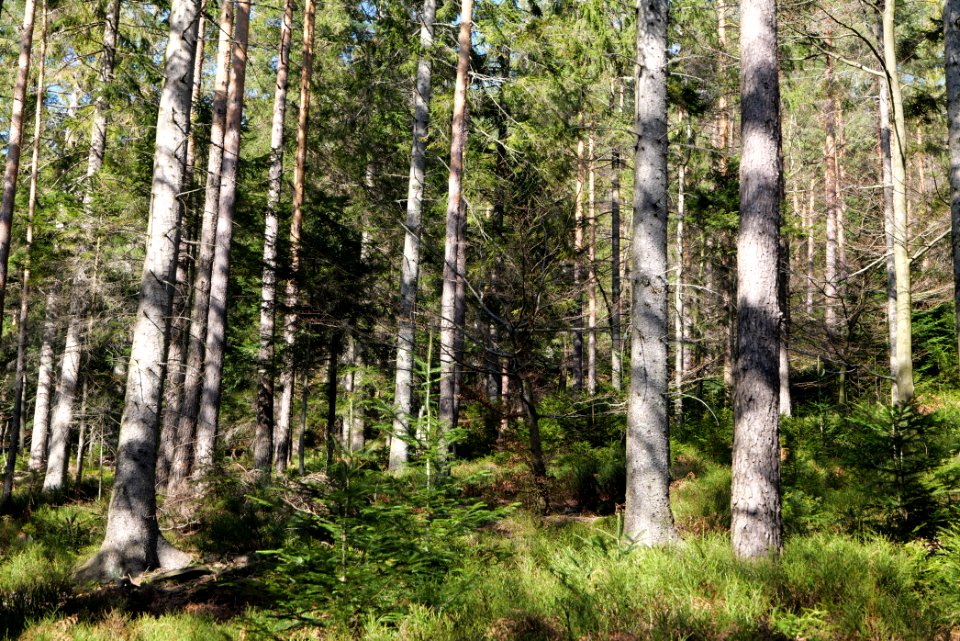 View from Untere Birkenaustraße on national park 2020-03-15 102
