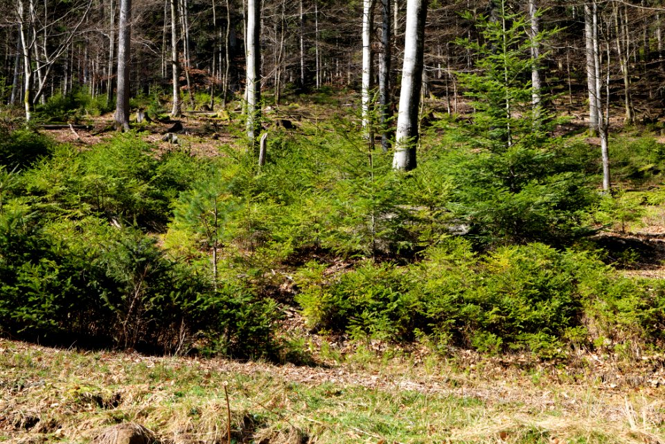 View from Untere Birkenaustraße on national park 2020-03-15 31