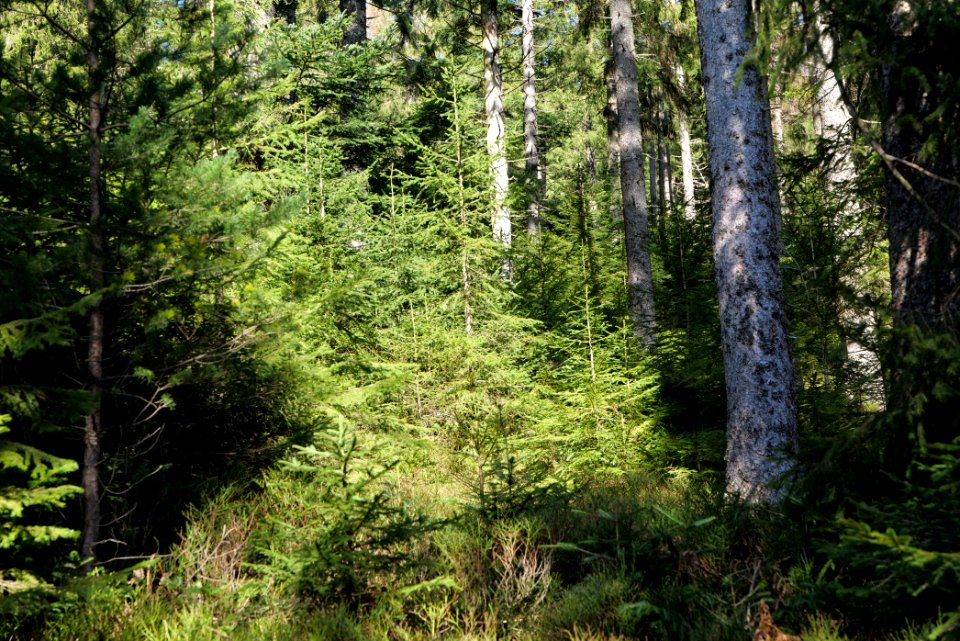 View from Untere Birkenaustraße on national park 2020-03-15 121