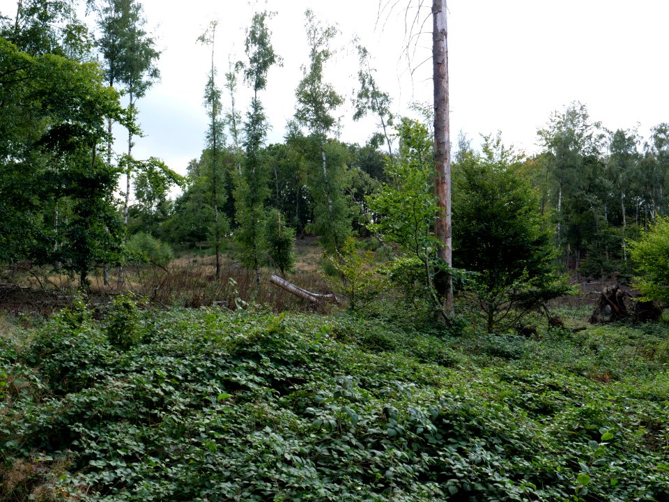 View from trail from Urfttalsperre to Dreiborner Hochfläche in September 2019 05