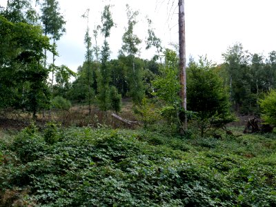 View from trail from Urfttalsperre to Dreiborner Hochfläche in September 2019 05