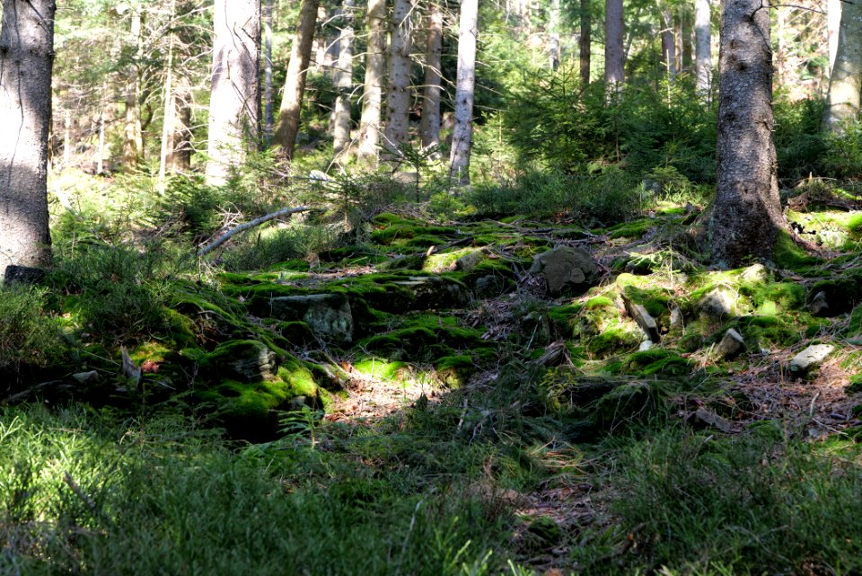 View from Untere Birkenaustraße on national park 2020-03-15 107