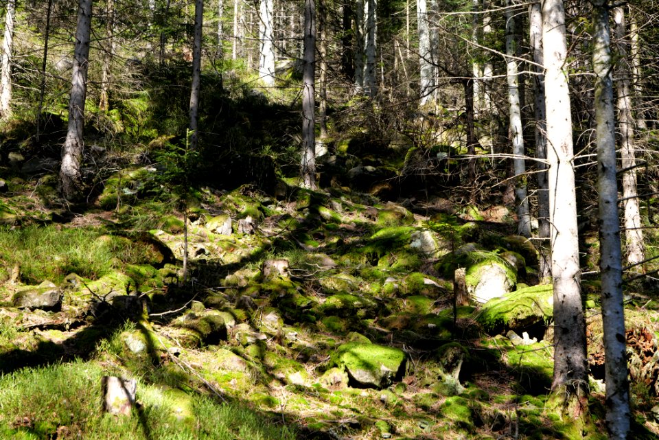 View from Untere Birkenaustraße on national park 2020-03-15 25