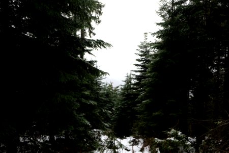 View from track from Herrenwieser Sattel to Badener Höhe with snow 2020-03-10 01