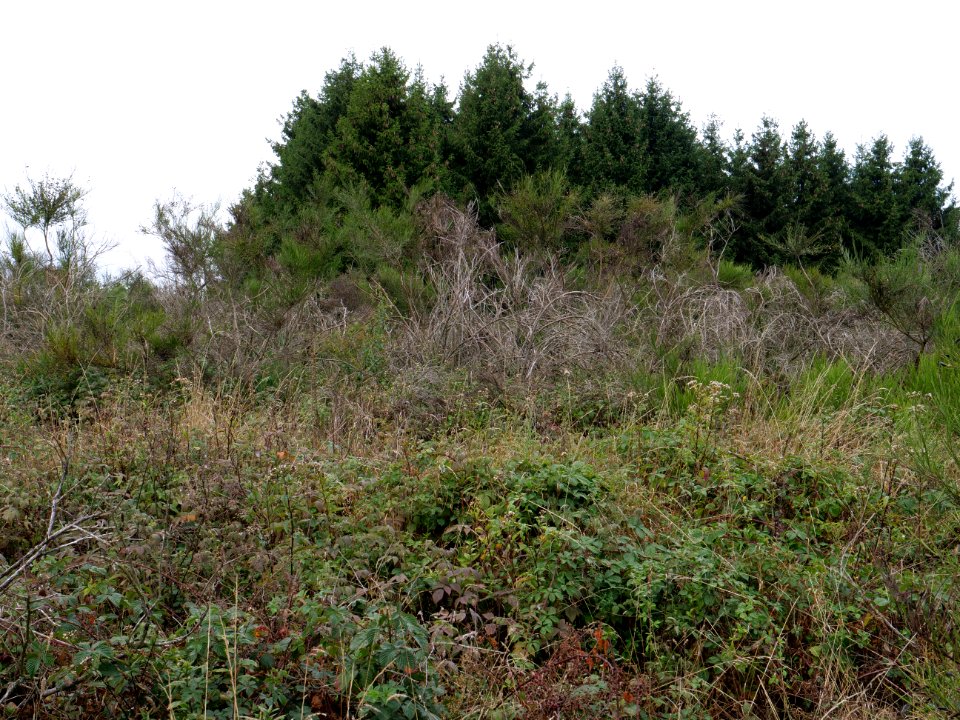 View from trail from Gierberg to Müsauelsberg in September 2019 17