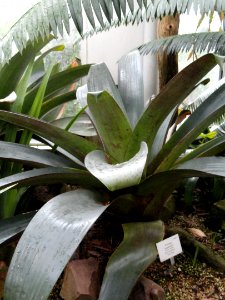 Vriesea imperialis - Palmengarten Frankfurt - DSC01705