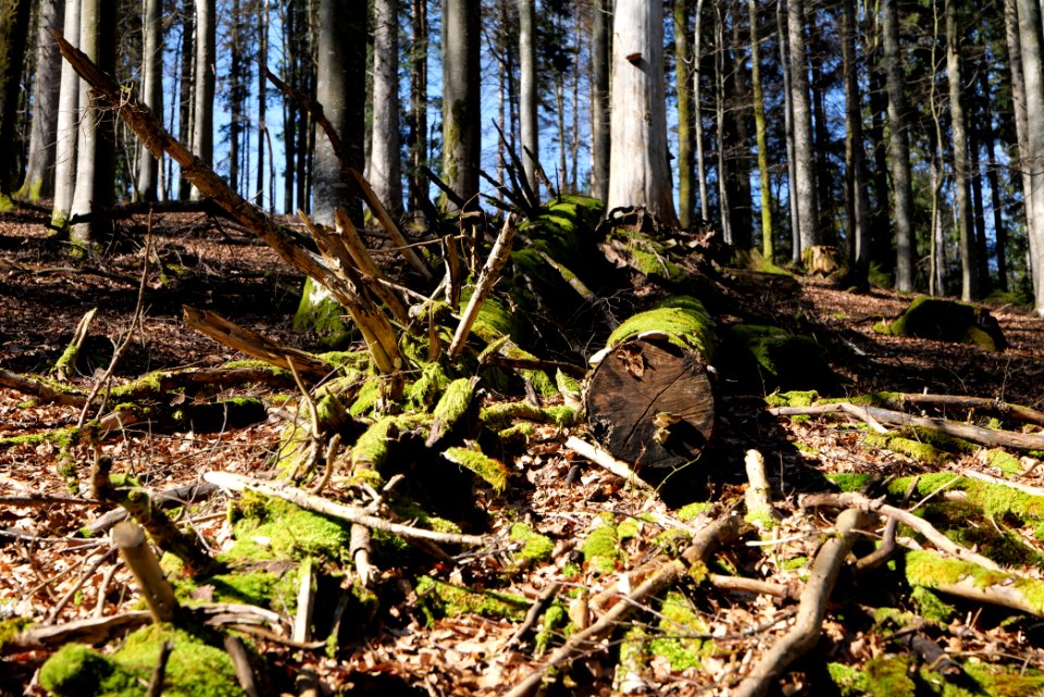 View from Untere Birkenaustraße on national park 2020-03-15 18