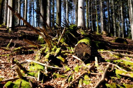 View from Untere Birkenaustraße on national park 2020-03-15 18