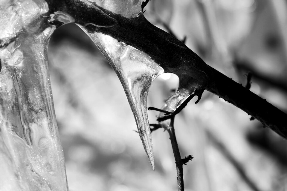 Nature outdoors frost