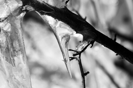 Nature outdoors frost