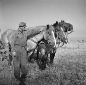 Vrijwilligers helpen de boeren in de Noordoostpolder, Bestanddeelnr 900-5646