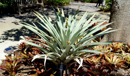 Vriesea odorata (Alcantarea odorata) - Naples Botanical Garden - Naples, Florida - DSC09685