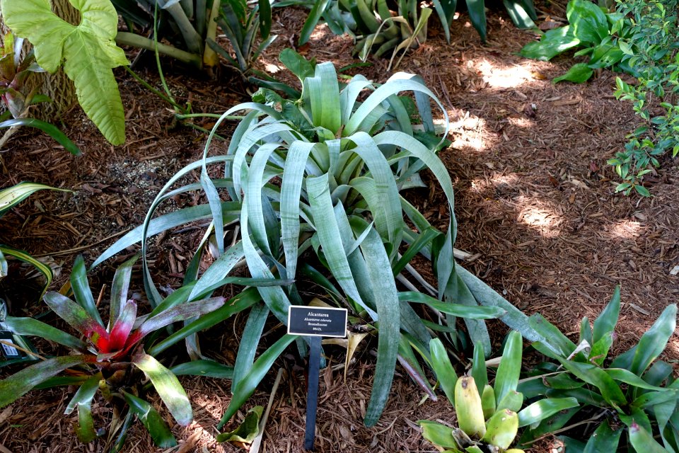 Vriesea odorata (Alcantarea odorata) - Naples Botanical Garden - Naples, Florida - DSC09675
