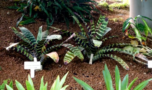 Vriesea splendens - Shinjuku Gyo-en Greenhouse - Tokyo, Japan - DSC05791