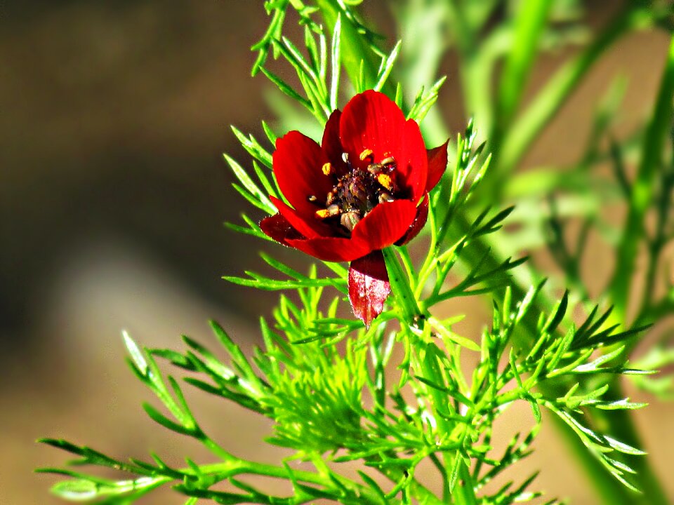 Flora spring nature