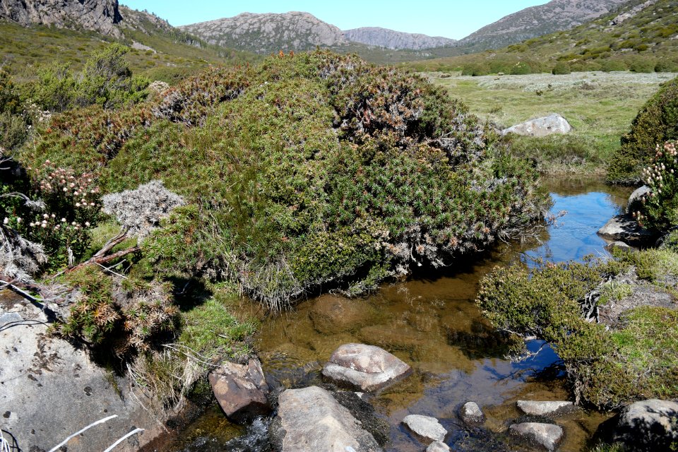 Walls of Jerusalem National Park, Tasmania 121