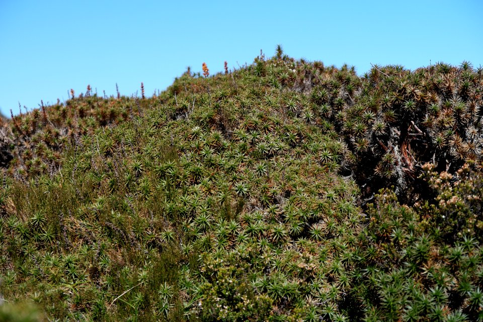 Walls of Jerusalem National Park, Tasmania 118