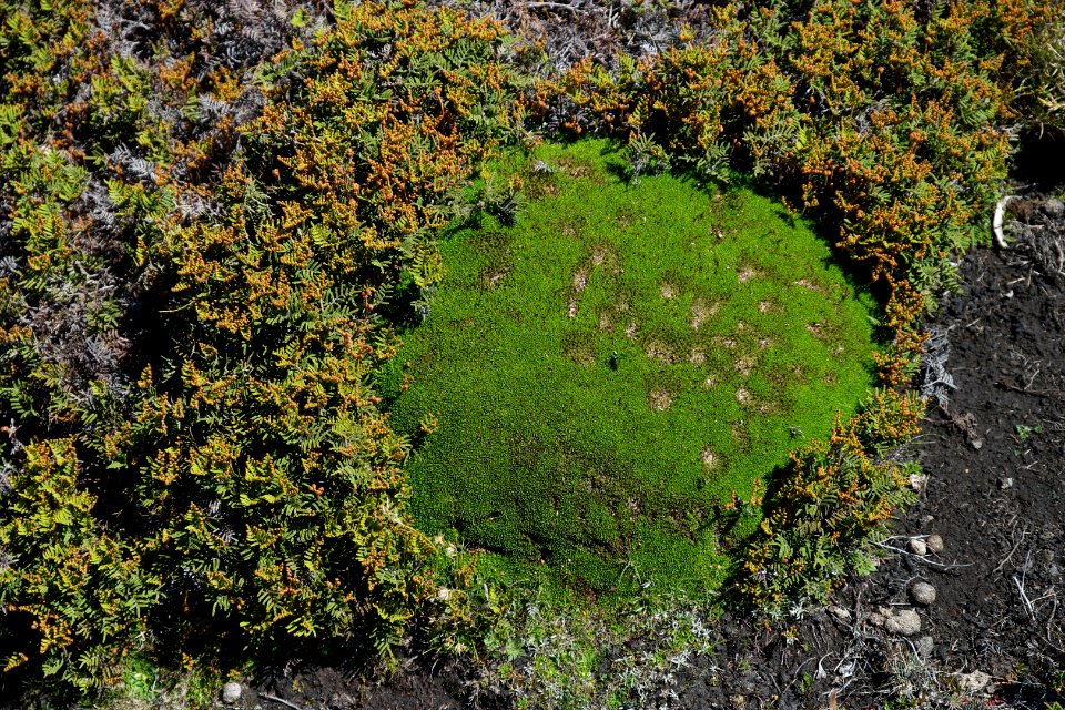 Walls of Jerusalem National Park, Tasmania 82