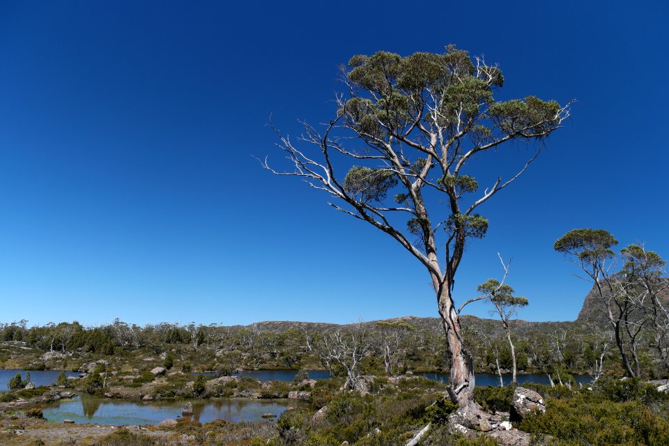 Walls of Jerusalem National Park, Tasmania 64