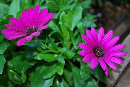 Flower purple summer