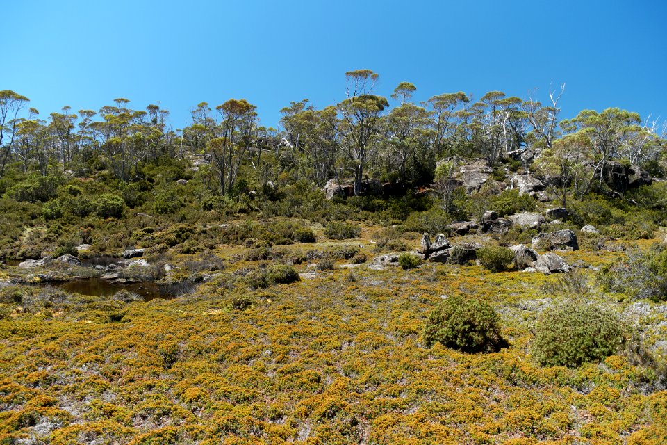 Walls of Jerusalem National Park, Tasmania 47