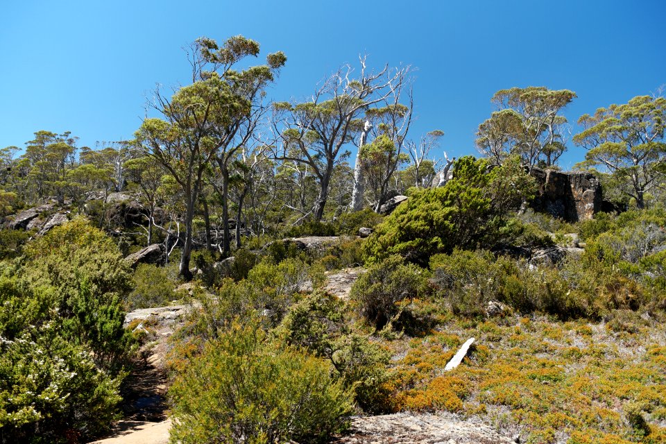 Walls of Jerusalem National Park, Tasmania 52
