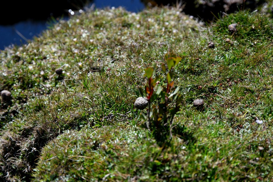 Walls of Jerusalem National Park, Tasmania 109