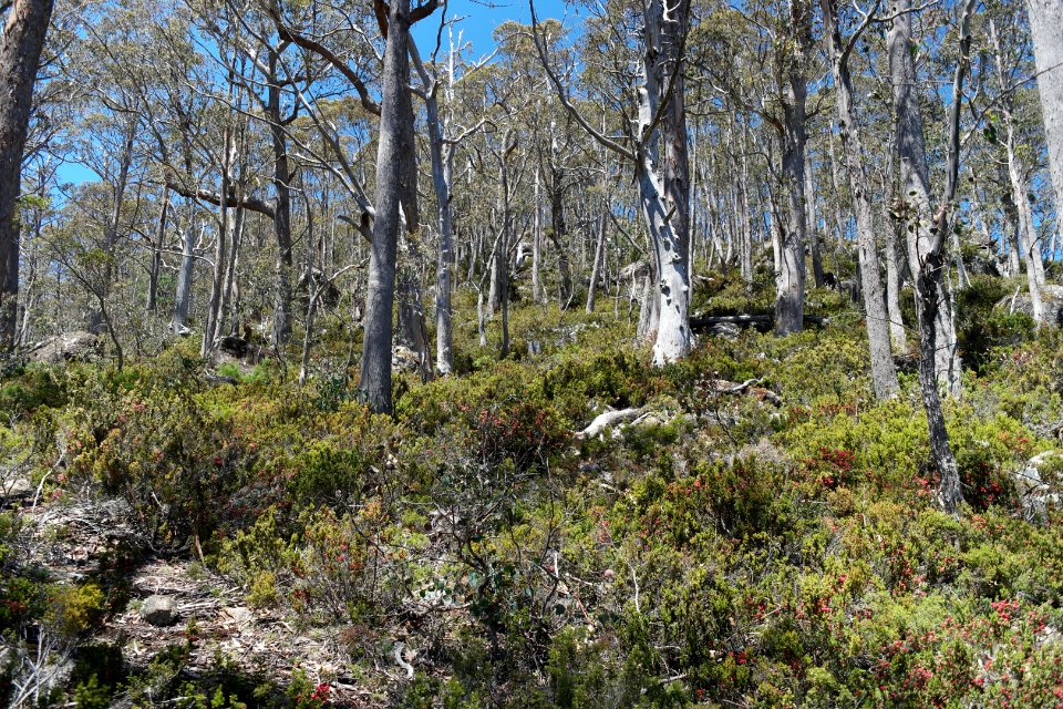 Walls of Jerusalem National Park, Tasmania 12