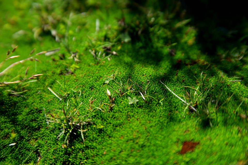Walls of Jerusalem National Park, Tasmania 132