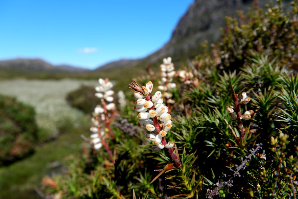Walls of Jerusalem National Park, Tasmania 105
