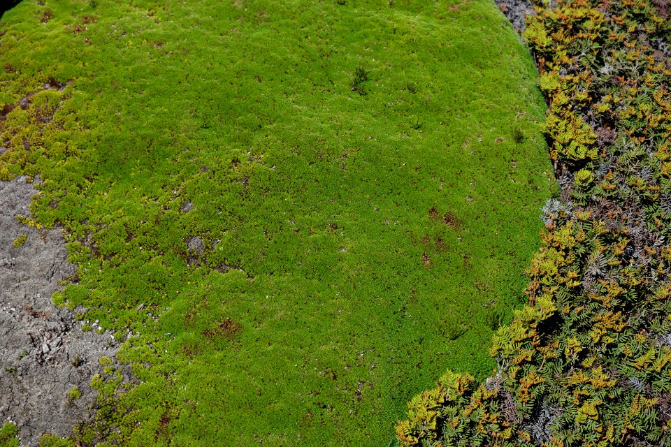 Walls of Jerusalem National Park, Tasmania 81