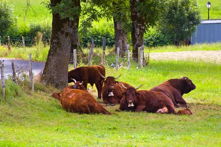 Auvergne meadows pasture