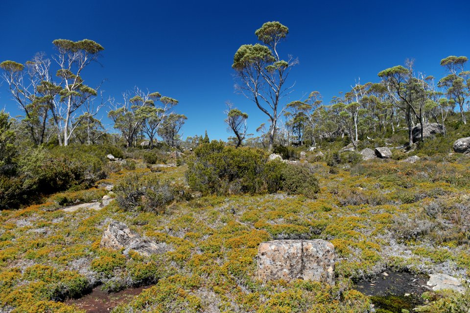 Walls of Jerusalem National Park, Tasmania 50