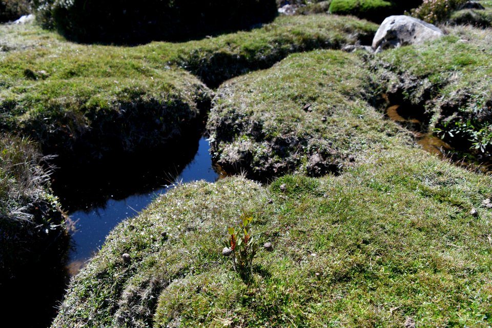 Walls of Jerusalem National Park, Tasmania 110