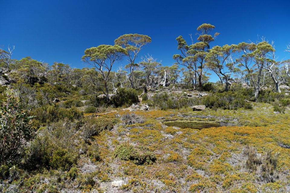 Walls of Jerusalem National Park, Tasmania 46