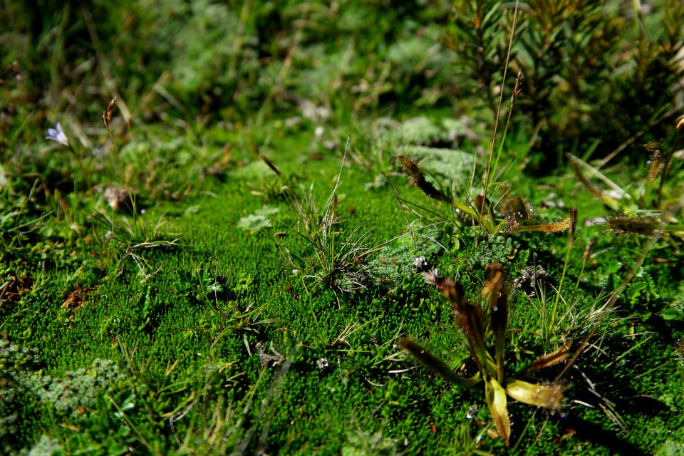 Walls of Jerusalem National Park, Tasmania 124