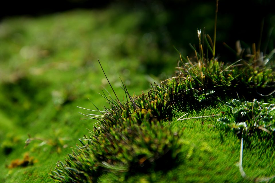Walls of Jerusalem National Park, Tasmania 129