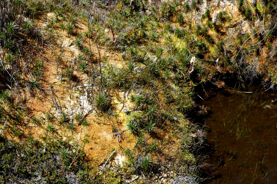 Walls of Jerusalem National Park, Tasmania 77