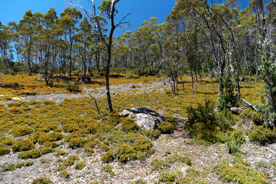 Walls of Jerusalem National Park, Tasmania 23