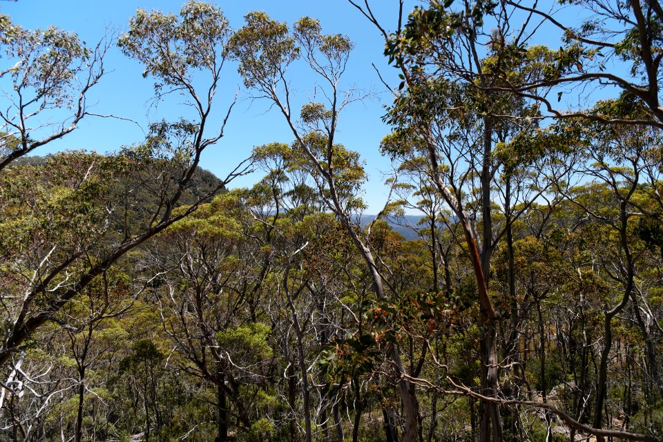 Walls of Jerusalem National Park, Tasmania 24