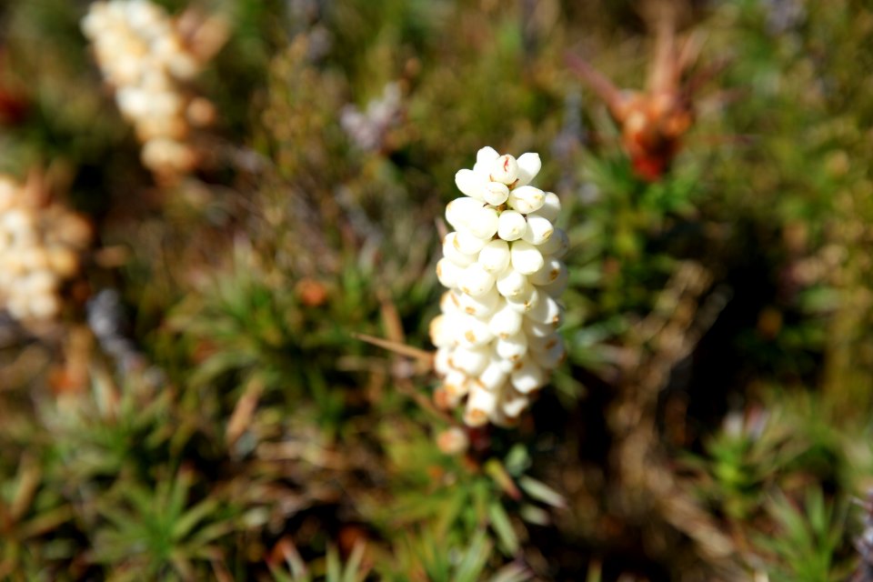 Walls of Jerusalem National Park, Tasmania 87