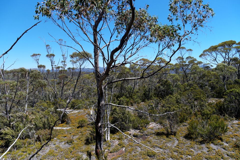 Walls of Jerusalem National Park, Tasmania 28
