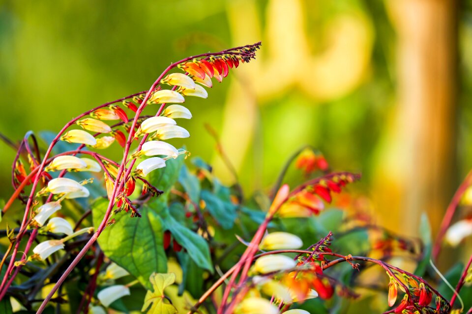 Blossom bloom plant