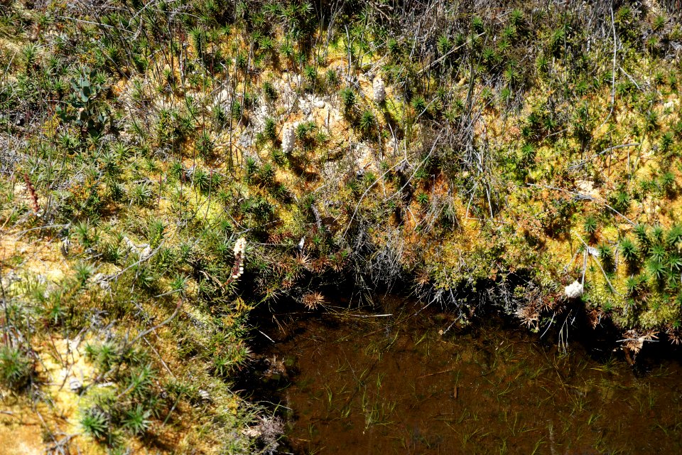 Walls of Jerusalem National Park, Tasmania 78