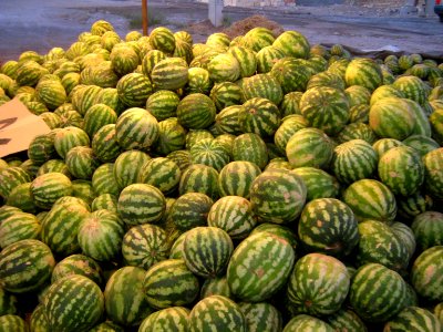 Watermelon - Fruit Bazaar - near Besat sq - Nishapur 12