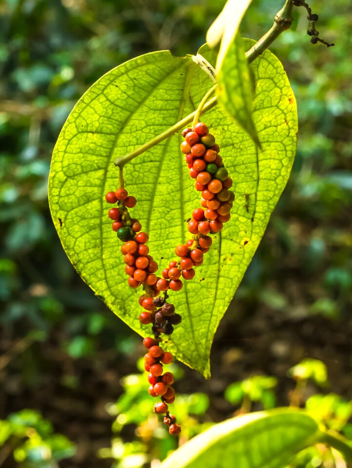 Fruit flora pepper