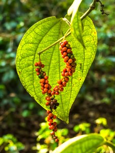 Fruit flora pepper