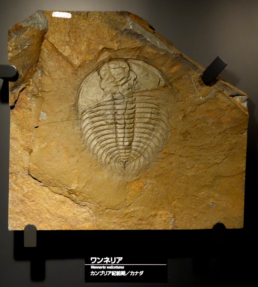 Wanneria walcottana - National Museum of Nature and Science, Tokyo - DSC07731